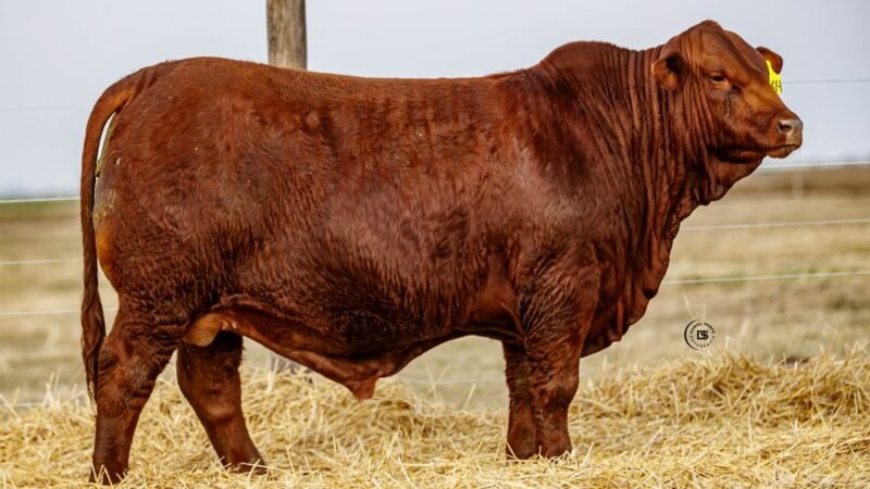 CORRAL 47 RP 2364 BRANGUS