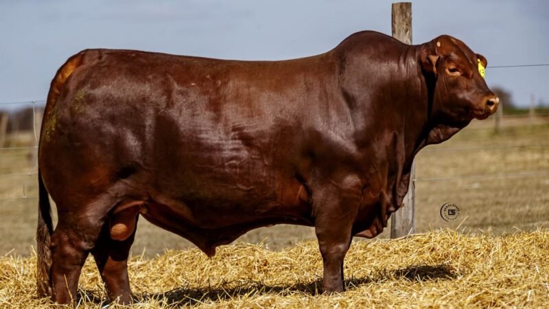 CORRAL 45 RP 2413 BRANGUS