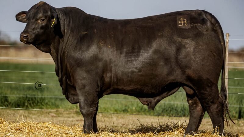 CORRAL 46 RP 2481 BRANGUS