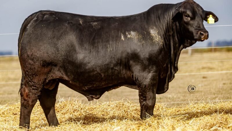 CORRAL 49 RP 2555 BRANGUS