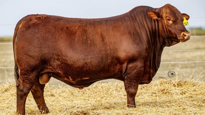 CORRAL 47 RP 2569 BRANGUS