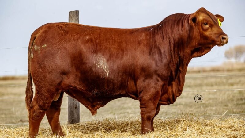 CORRAL 21 RP 647 BRANGUS