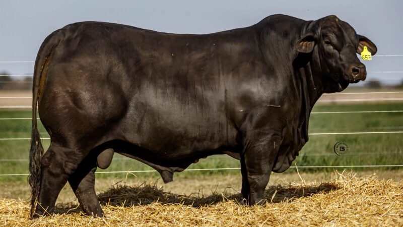 CORRAL 41 RP 657 BRANGUS