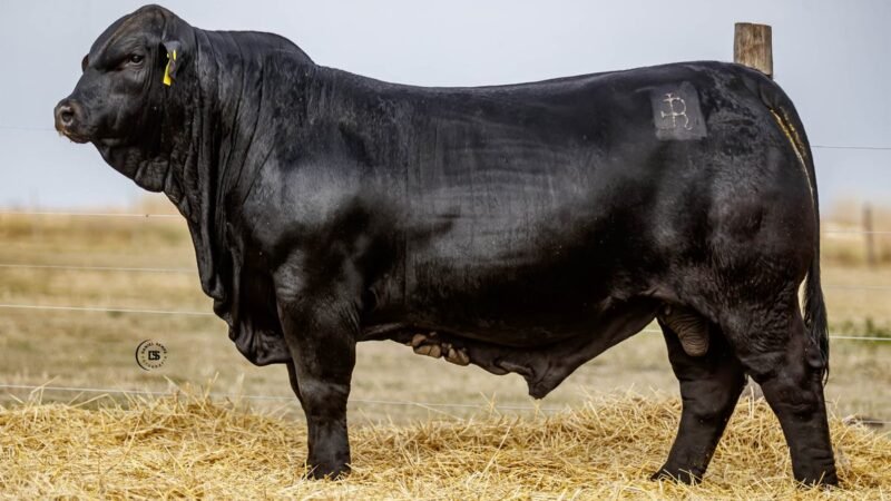 CORRAL 21 RP 659 BRANGUS