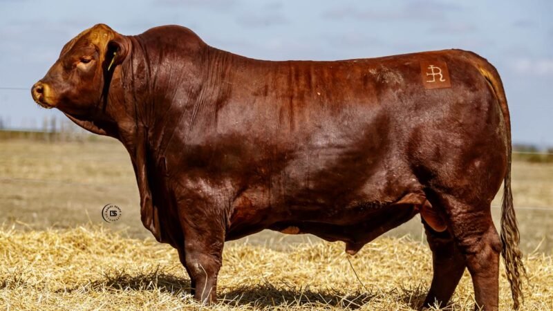 CORRAL 24 RP 723 BRANGUS