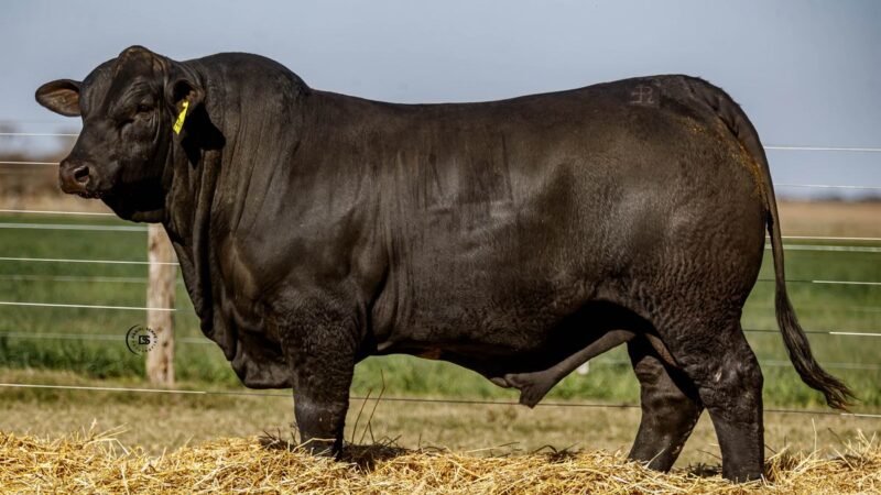 CORRAL 42 RP 749 BRANGUS