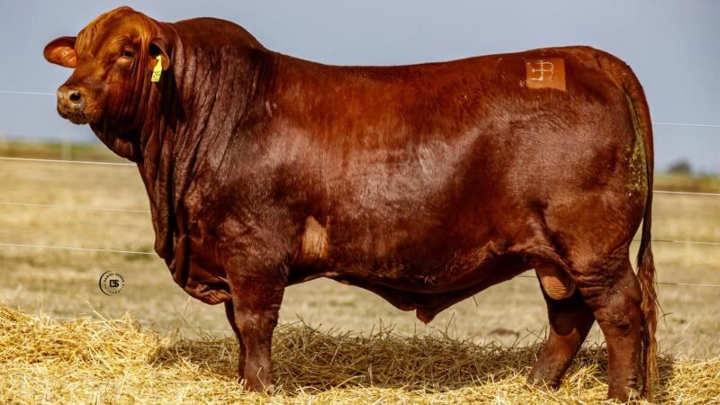 CORRAL 44 RP 755 BRANGUS