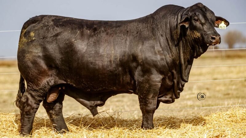 CORRAL 44 RP 765 BRANGUS