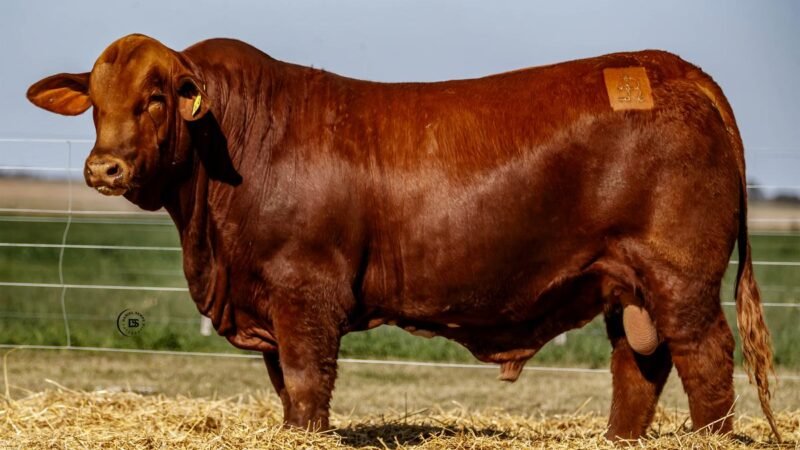 CORRAL 48 RP 769 BRANGUS