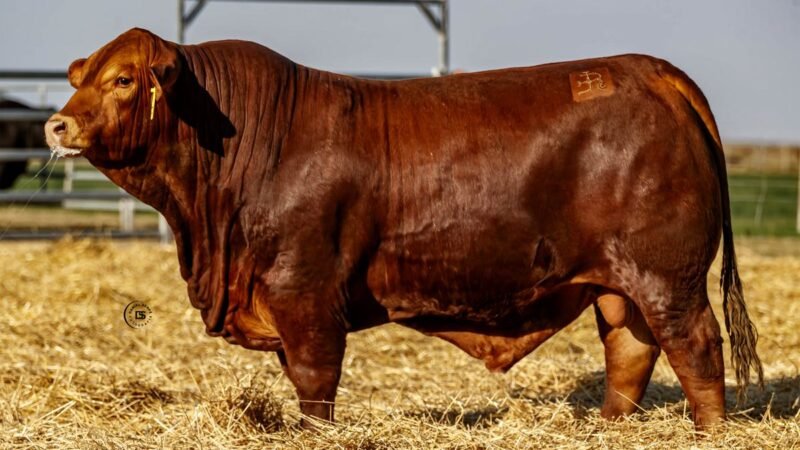 CORRAL 19 RP 773 BRANGUS