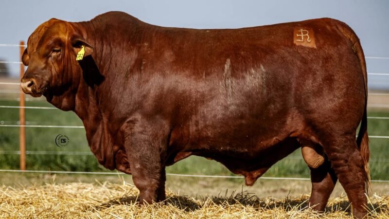 CORRAL 19 RP 793 BRANGUS