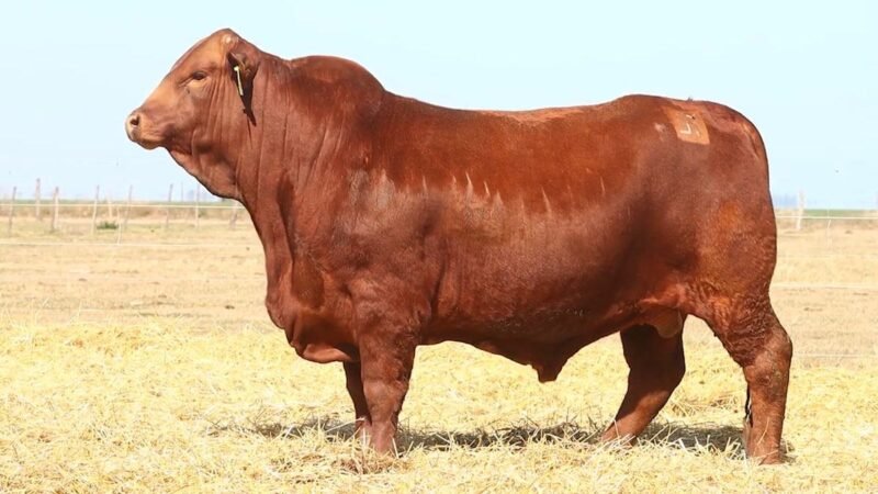 CORRAL 18 RP 697 BRANGUS