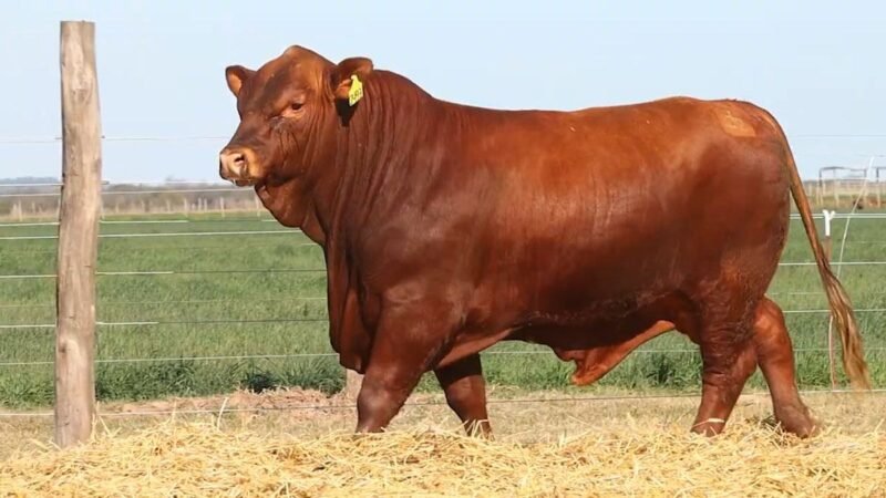 CORRAL 22 RP 2493 BRANGUS