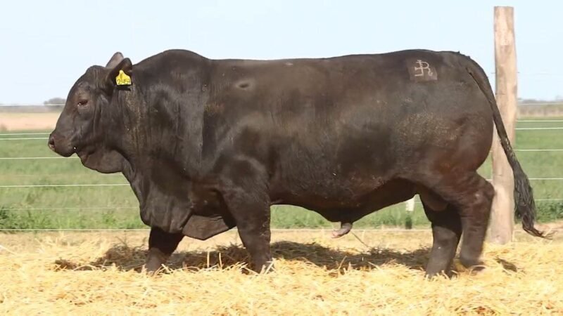 CORRAL 46 RP 2457 BRANGUS