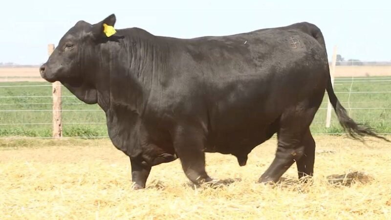 CORRAL 46 RP 2461 BRANGUS