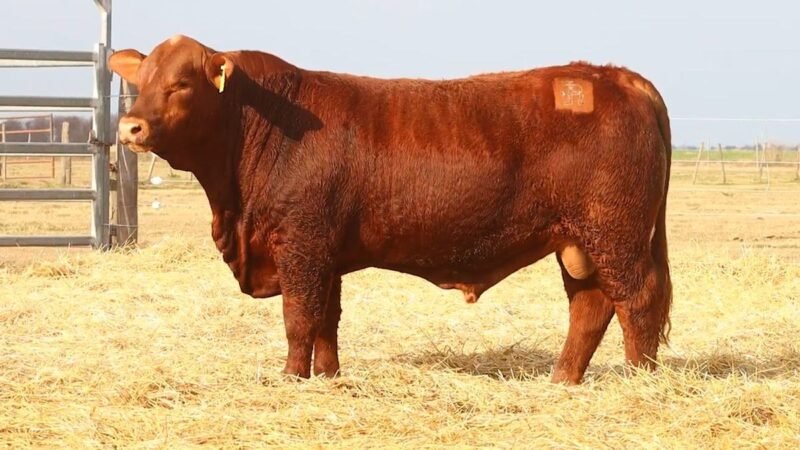 CORRAL 50 RP 2559 BRANGUS