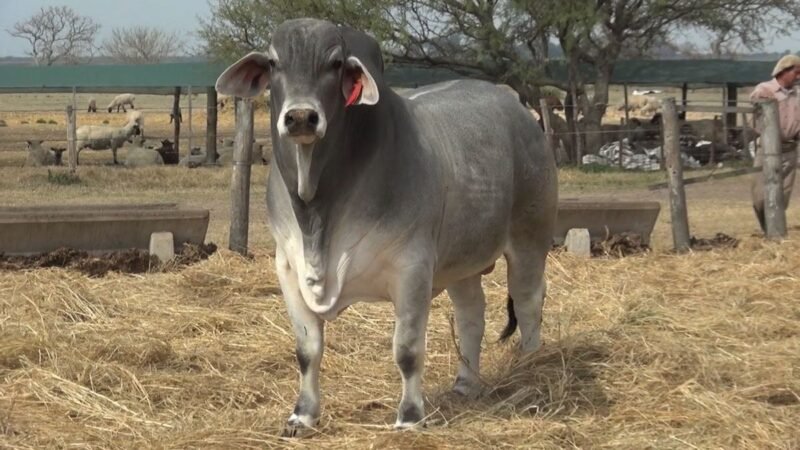 CORRAL 57 RP 2737 BRAHMAN