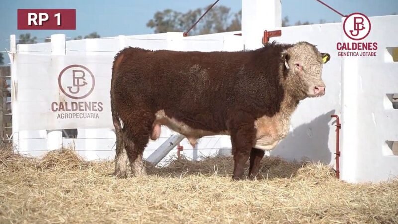 CORRAL 58 RP 3379 HEREFORD