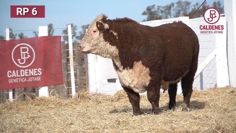 CORRAL 60 RP 3101 HEREFORD