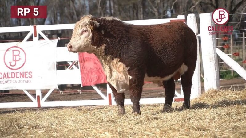 CORRAL 60 RP 3143 HEREFORD