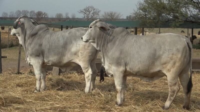 CORRAL 76 RP 2763 VIENTRES BRAHMAN