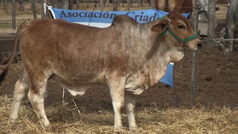 CORRAL 78 RP 2805 VIENTRES BRAHMAN